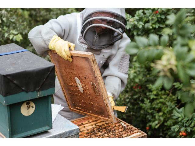 Profesionalna usluga za hobi pčelare - održavanje pčelinjaka! - 1