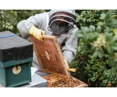 Profesionalna usluga za hobi pčelare - održavanje pčelinjaka!