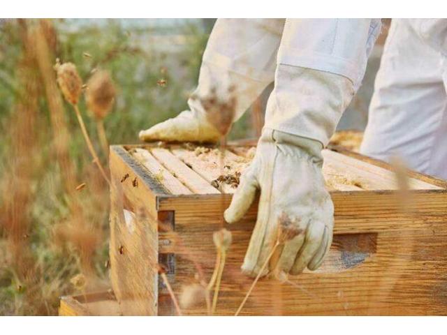 Profesionalna usluga za hobi pčelare - održavanje pčelinjaka! - 2