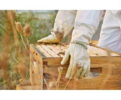 Profesionalna usluga za hobi pčelare - održavanje pčelinjaka! - Slika 2