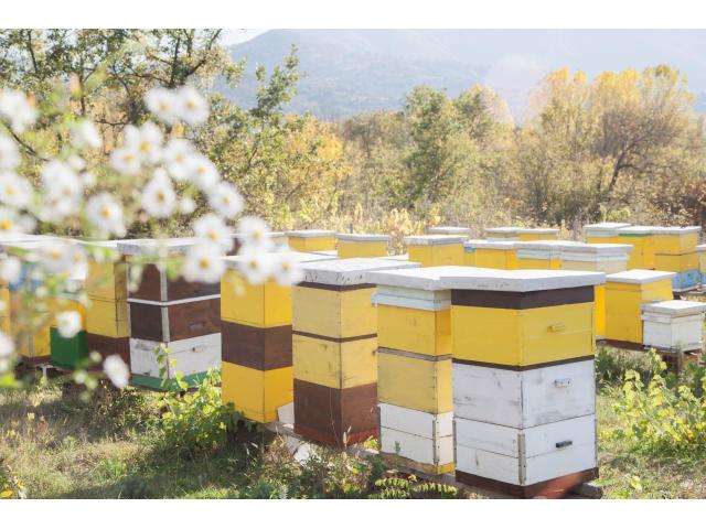 Pretplatite se na izvidnice BeeCare i saznajte koje su lokacije s najboljim prinosima meda! - 1